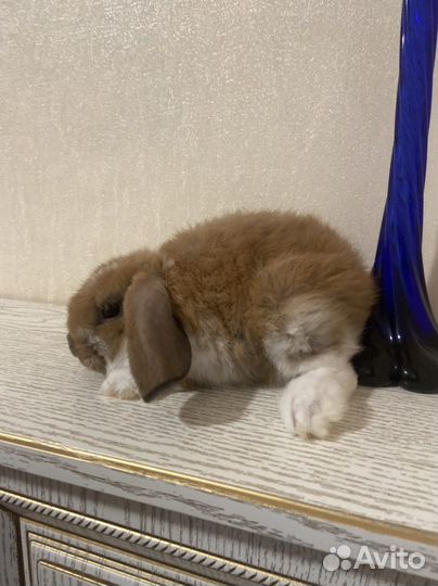 Декоративные кролики