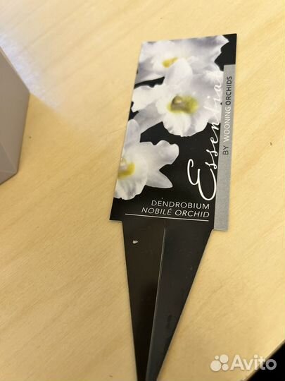 Дендробиум нобиле орхидея