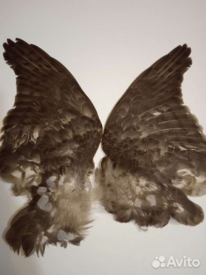 Крылья ястреба засушенные
