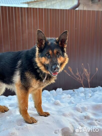 Кобель для вязки немецкая овчарка