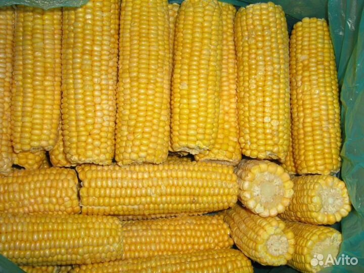 Кукуруза