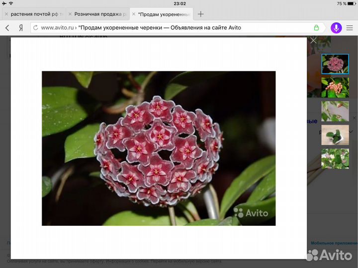 Продам укорённые черенки Хойя