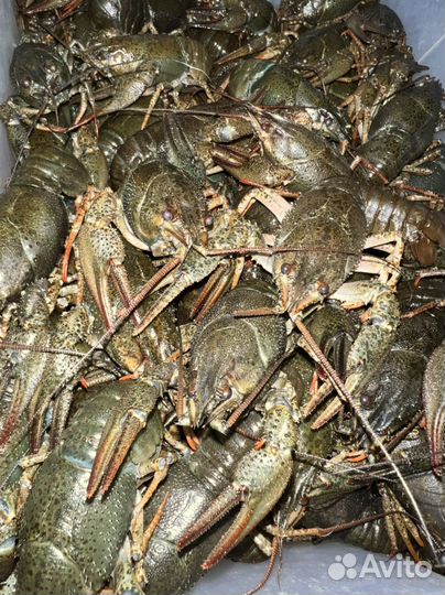 Речные раки