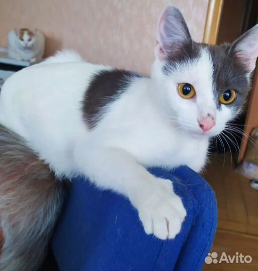 Игривая кошечка