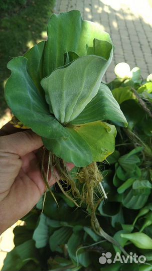 Пистия. Водный салат