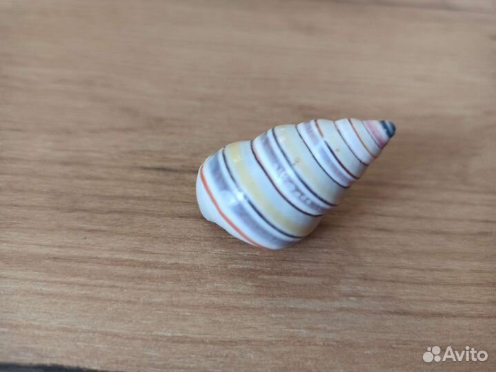 Морская раковина