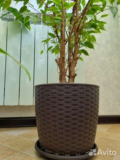 Фикус бенджамина