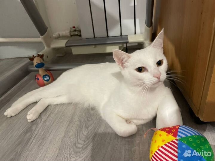 Кошки в добрые руки