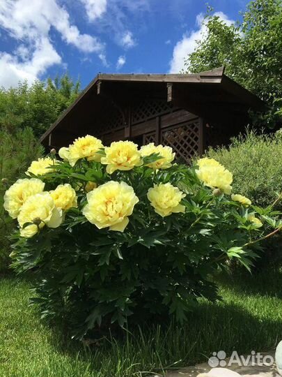 Ито пион Бартзелла 5 почек