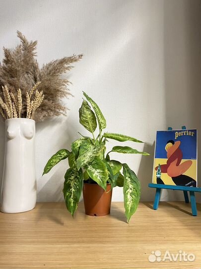 Диффенбахия