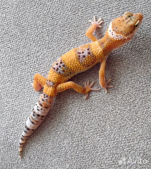 Эублефар продажа