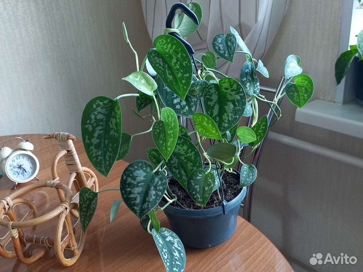 Сциндапсус пиктус эпипремнум