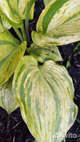 Хоста гюнтерс прайз