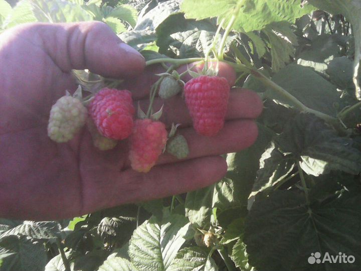 Саженцы крупноплодной сортовой малины