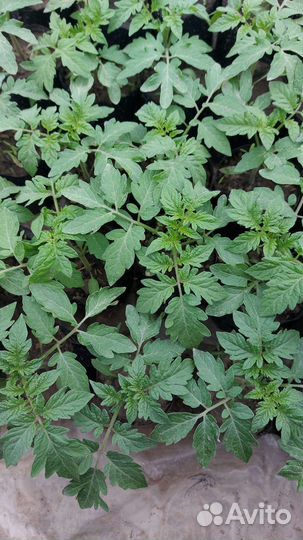 Рассада помидор,огурцы,перец