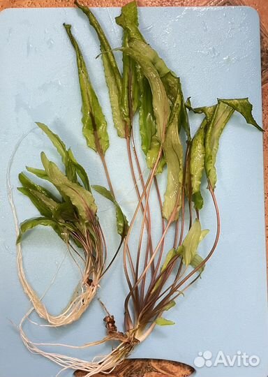 Аквариумные растения