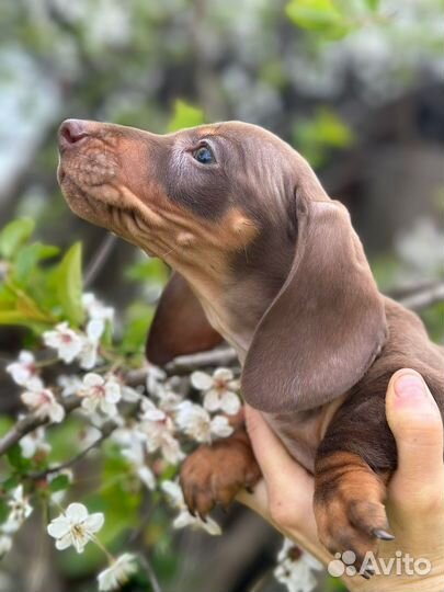 Девочка стандартная с документами