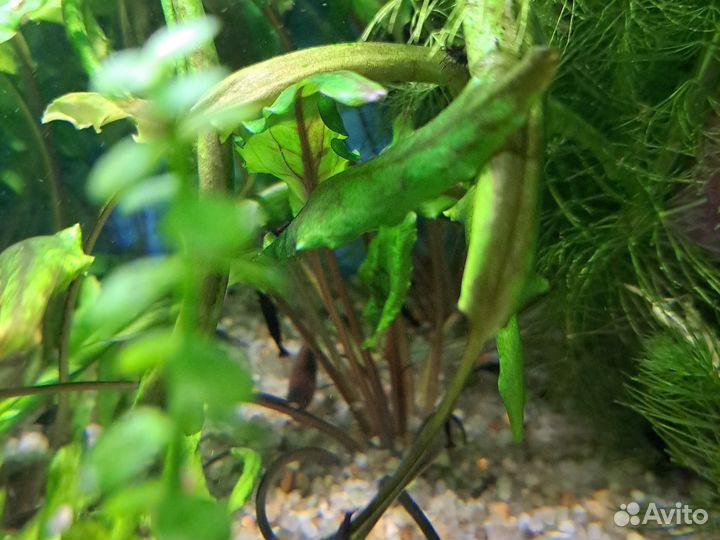 Криптокорина Вендта небольшие кусты для аквариума