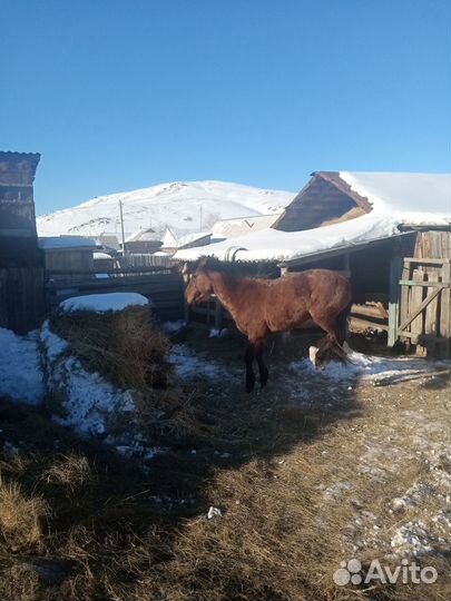 Жеребец башкирской породы