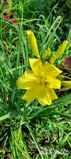 Лилейник желтый