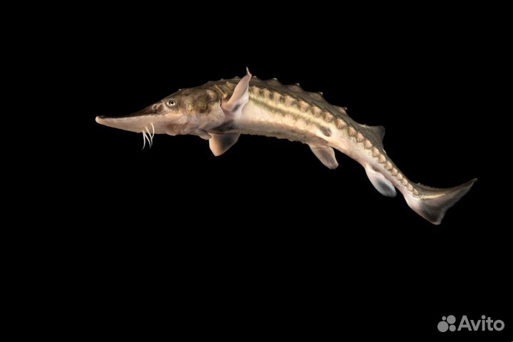 Живая царская рыба оптом