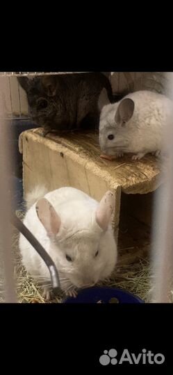 Подаются шиншиллы