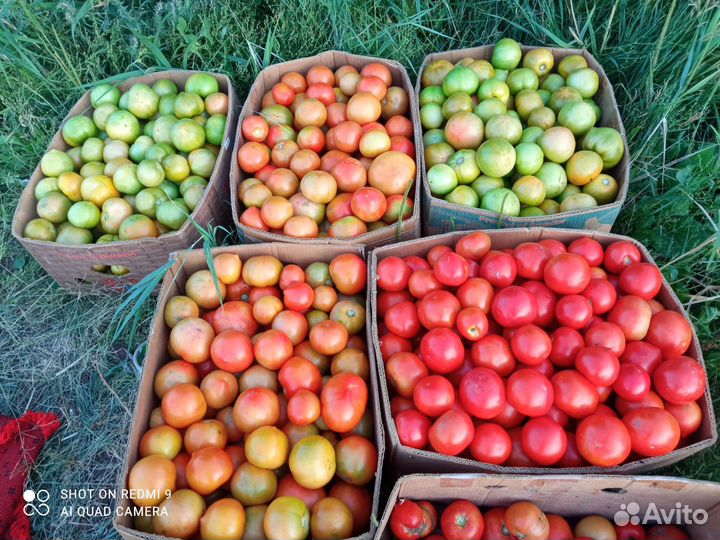 Рассада помидор