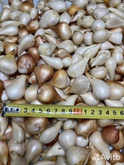 Луковицы тюльпана после выгонки очищенные