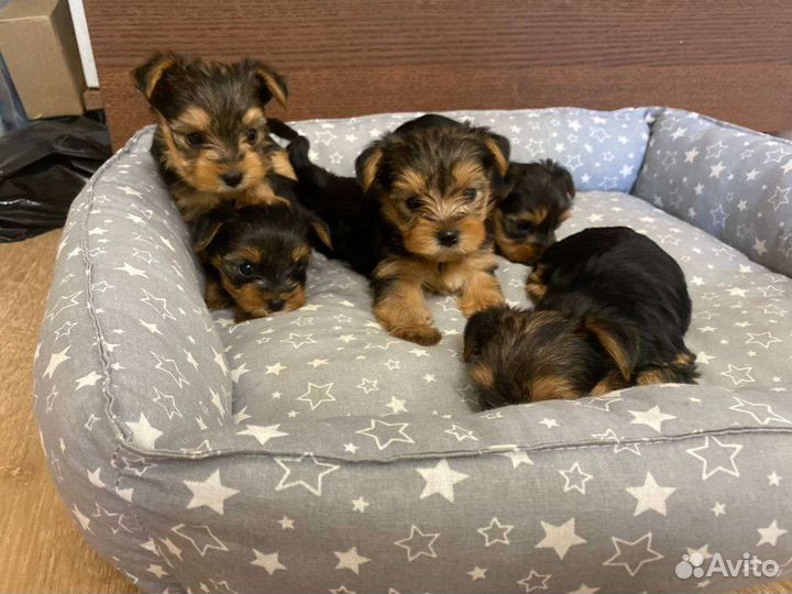 Йоркширский терьер щенки