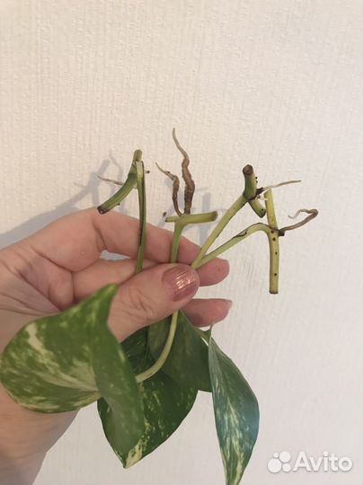 Сциндапсус золотистый