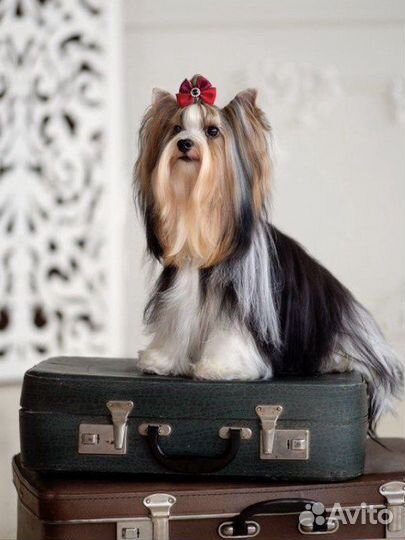 Бивер вязка