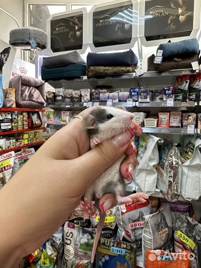 Крыса дамбо