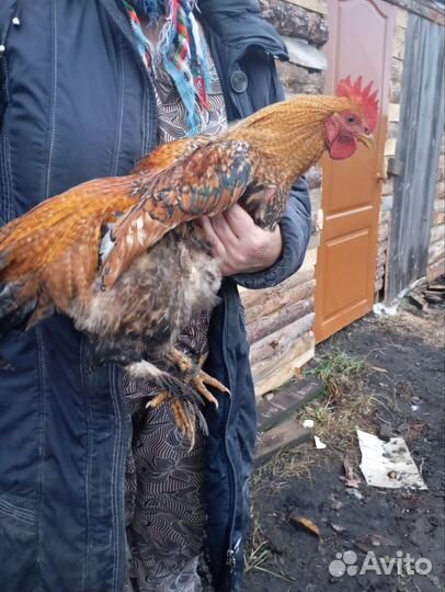 Молодые петушки