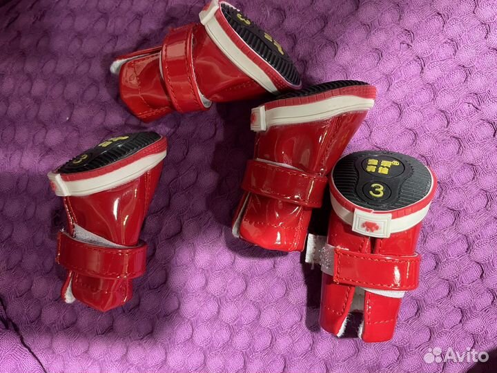 Одежда и обувь для собак