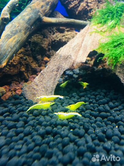 Аквариумные креветки.Гуппи(Чистые линии)