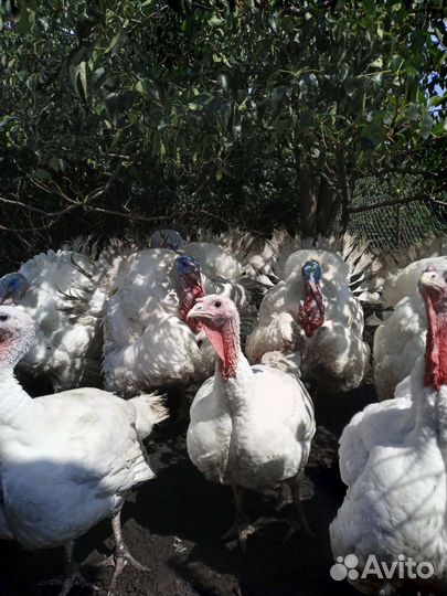 Мясо индейки