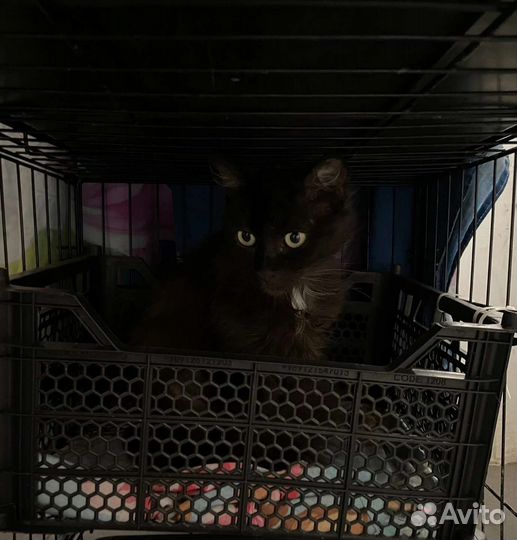 Кошка Ночка