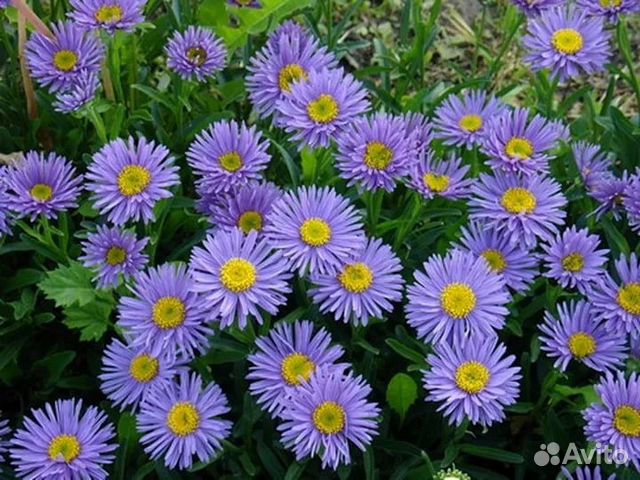 Растения для сада