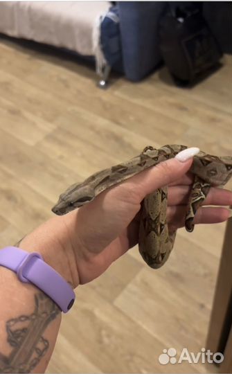 Императорский удав