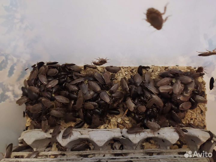 Мраморный таракан