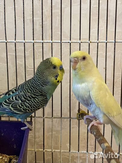 Волнистые попугаи