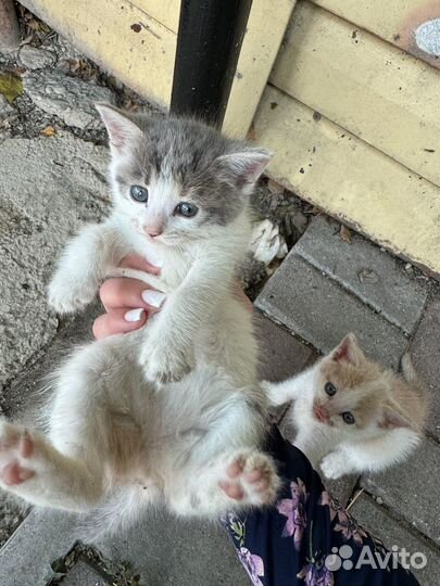 Котята в добрые руки