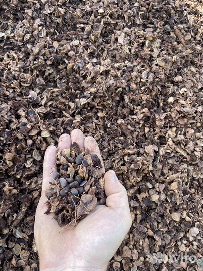 Кедровая шелуха