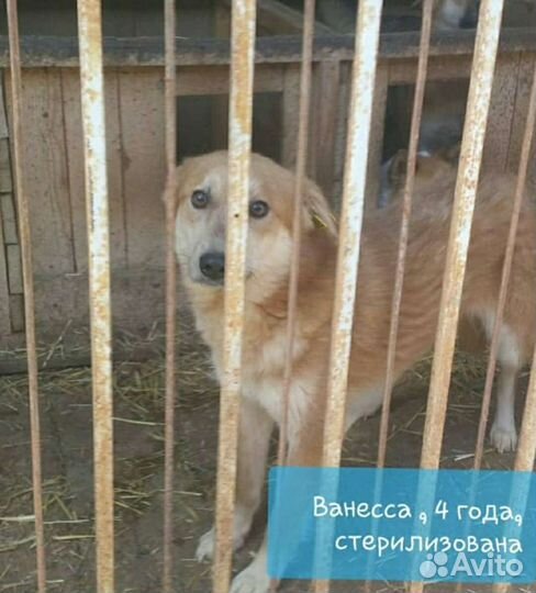 Собаки из приюта в добрые руки