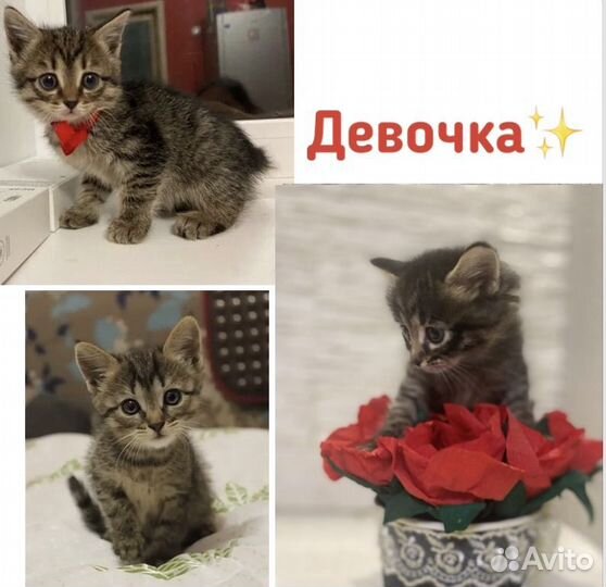 Котенок в дар(девочка)