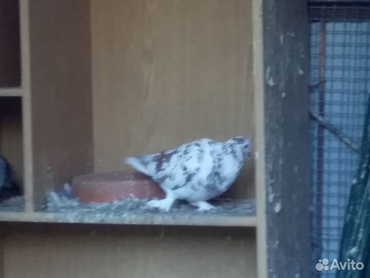 Продажа голубей