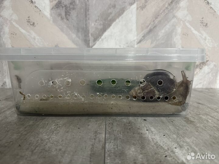 Улитки ахатины