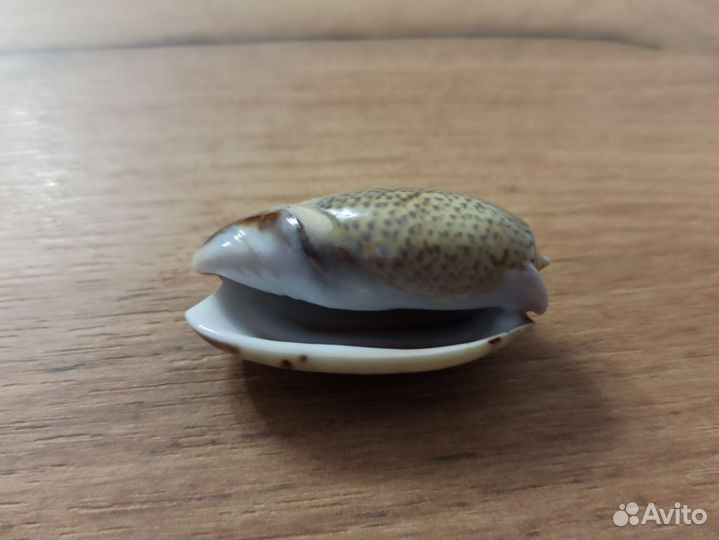 Морская раковина