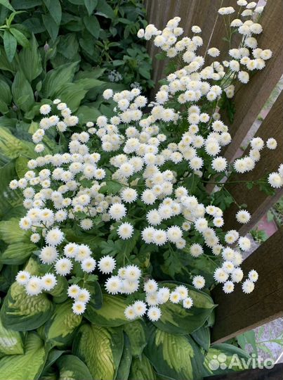 Многолетние цветы: Ромашка, Эхинацея, Гелениум