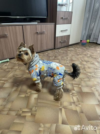 Комбинезон для маленькой собаки